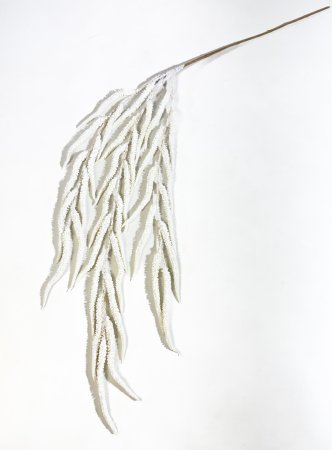 Амарант белый