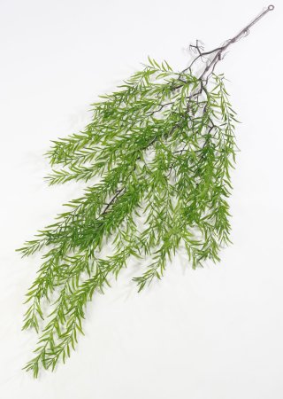 картинка Афрокарпус ампельный от магазина KALINA