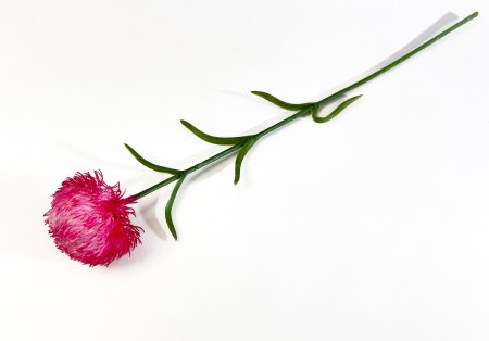 Гвоздика малиновая