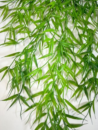 картинка Ветка ампельного молодого бамбука от магазина KALINA