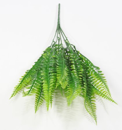 картинка Папоротник "Тайга" от магазина KALINA