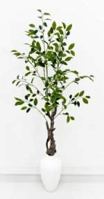 Куст фикуса Бенджамина 130 см БЕЗ КШПО