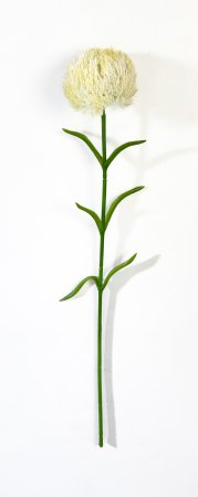 Гвоздика свело-желтая