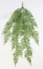 картинка Ампельный папоротник Кочедыжник от магазина KALINA