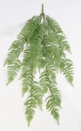 картинка Ампельный папоротник Кочедыжник от магазина KALINA