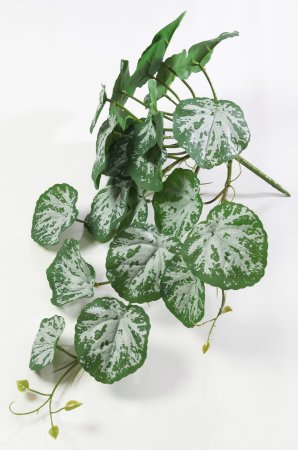 картинка Бегония Рэкс от магазина KALINA