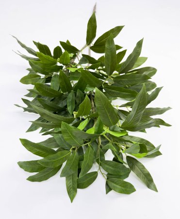 картинка Манго ветка большая от магазина KALINA