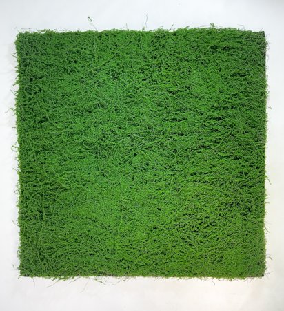 картинка Газон Сфагнум мох от магазина KALINA