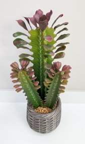 Эуфорбия Тригона 44 см