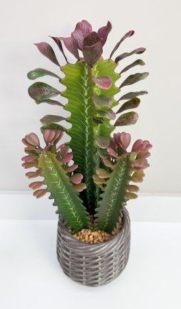 Эуфорбия Тригона 44 см