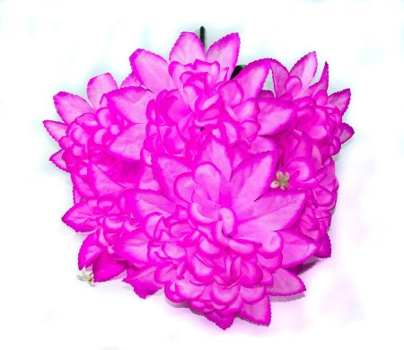 Букет астры "Звезда" 7 веток 7 цветков