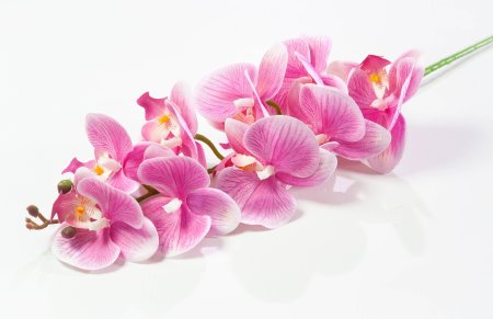 Ветка орхидеи 7