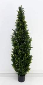 Туя Брабант 150 см