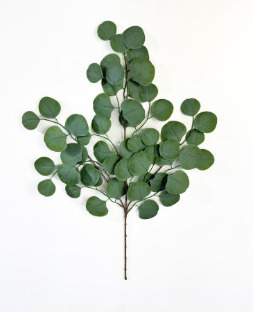 картинка Лист эвкалипта от магазина KALINA