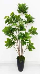 Лимонник 12 крон 215 см БЕЗ КАШПО!!!