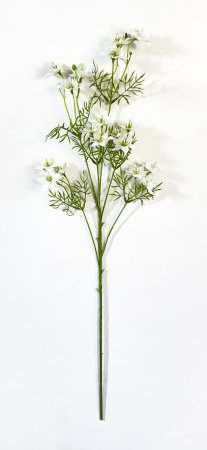 Нигелла молочная