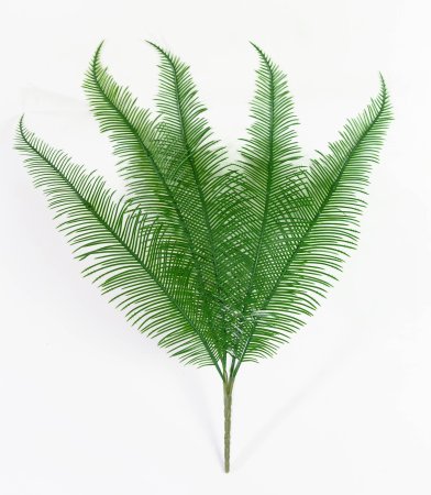 картинка Папоротник от магазина KALINA