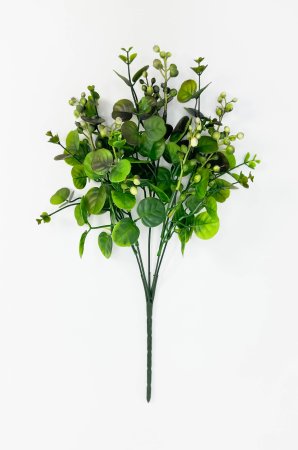 Скимия 5 веток