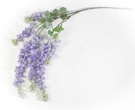 Глициния "Китайская" лавандовая