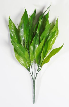 картинка Аспидистра от магазина KALINA