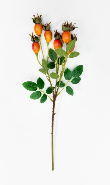 Шиповник "Воронцовский" оранжевый