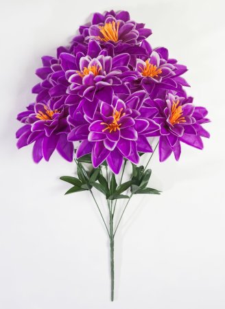 Георгин "Вилена" 7 цветков