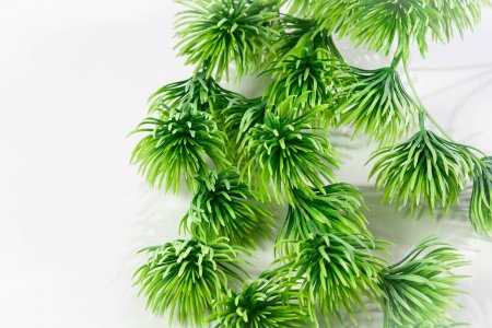 картинка Декоративная ампельная зелень от магазина KALINA