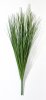 картинка Пеннисетум (Лисий хвост) 75 см 11 веток от магазина KALINA