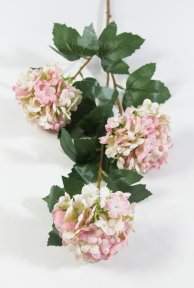 Калина Бульденеж розовая