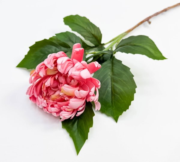 Хризантема коралловая 