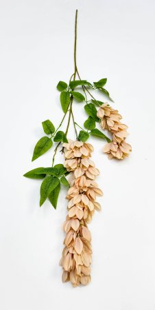 Бобовник персиковый