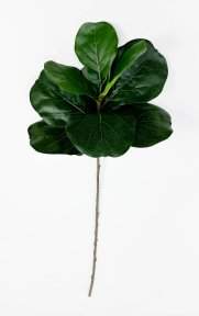 картинка Лирата темно-зеленая 9 листов от магазина KALINA