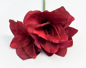 Амариллис бордовый