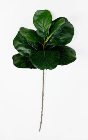 картинка Лирата темно-зеленая 9 листов от магазина KALINA