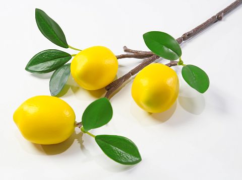 Ветка с плодами лимона от магазина KALINA являющийся официальным дистрибьютором в России 