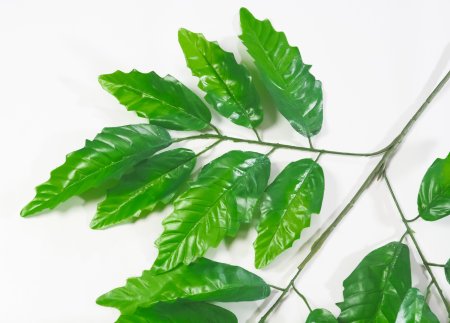 картинка Лист манго зеленый от магазина KALINA