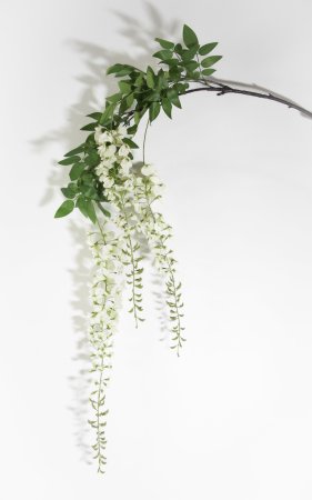 Глициния белая