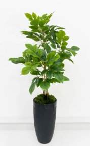 Лимонник 4 кроны 135 см БЕЗ КАШПО!!!