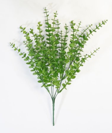 картинка Эвкалипт Ваксфлауэр от магазина KALINA