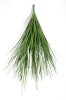 картинка Пеннисетум (Лисий хвост) 75 см 11 веток от магазина KALINA