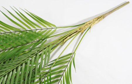 картинка Ветка бамбуковой пальмы 13 листов от магазина KALINA