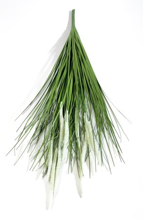 картинка Пеннисетум (Лисий хвост) 75 см 11 веток от магазина KALINA