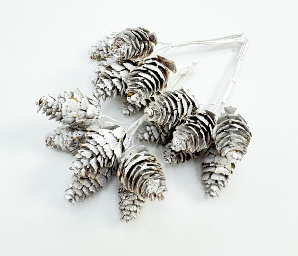 Шишка белая