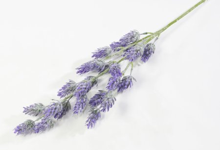 Хмель разноцветный