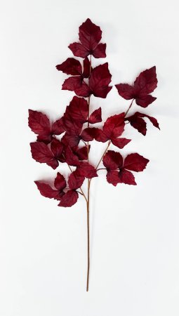 Ветка малины бордо