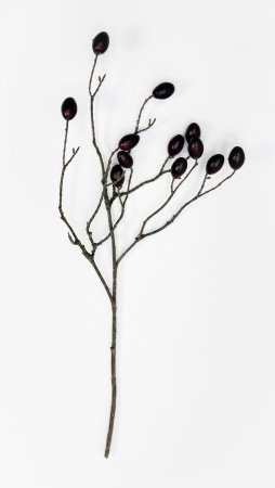 Ветка оливы с темно-бордовыми плодами