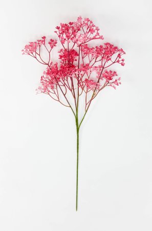 Гипсофила "Изящная" дикий арбуз