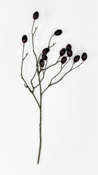 Ветка оливы с темно-бордовыми плодами