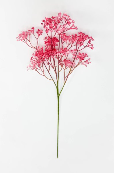 Гипсофила "Изящная" дикий арбуз