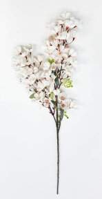 Сакура мелкопильчатая белая